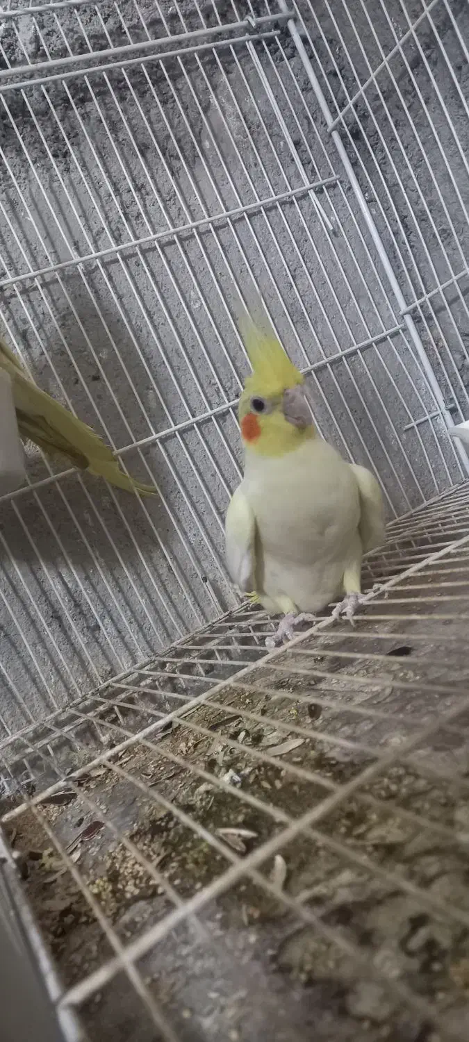 فروش طوطی عروس مولد|پرنده|آمل, |دیوار