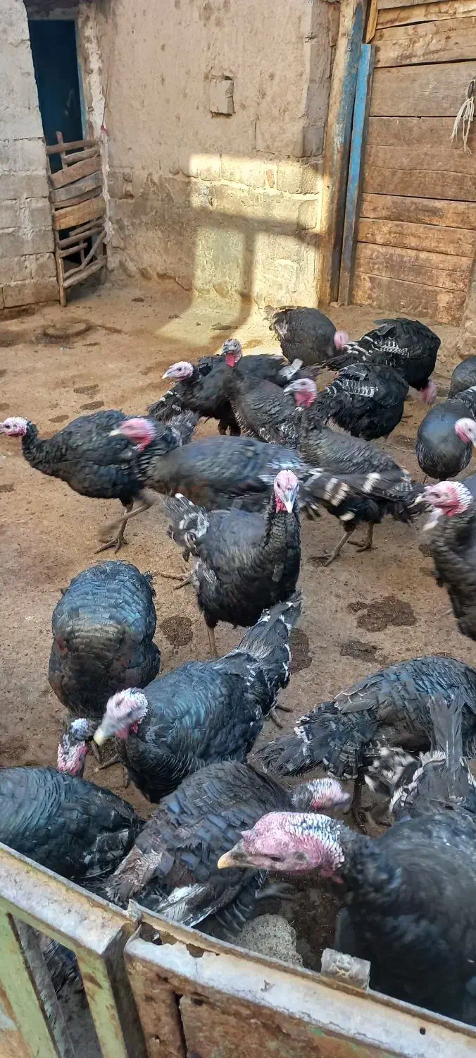 فروش بوقلمون محلی|حیوانات مزرعه|هشترود, |دیوار