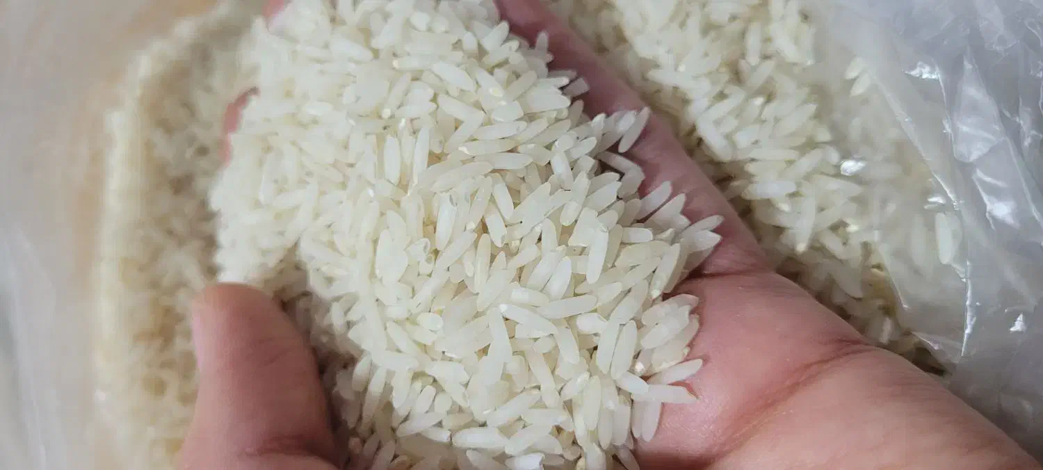 برنج کشت دوم|خوردنی و آشامیدنی|آمل, |دیوار