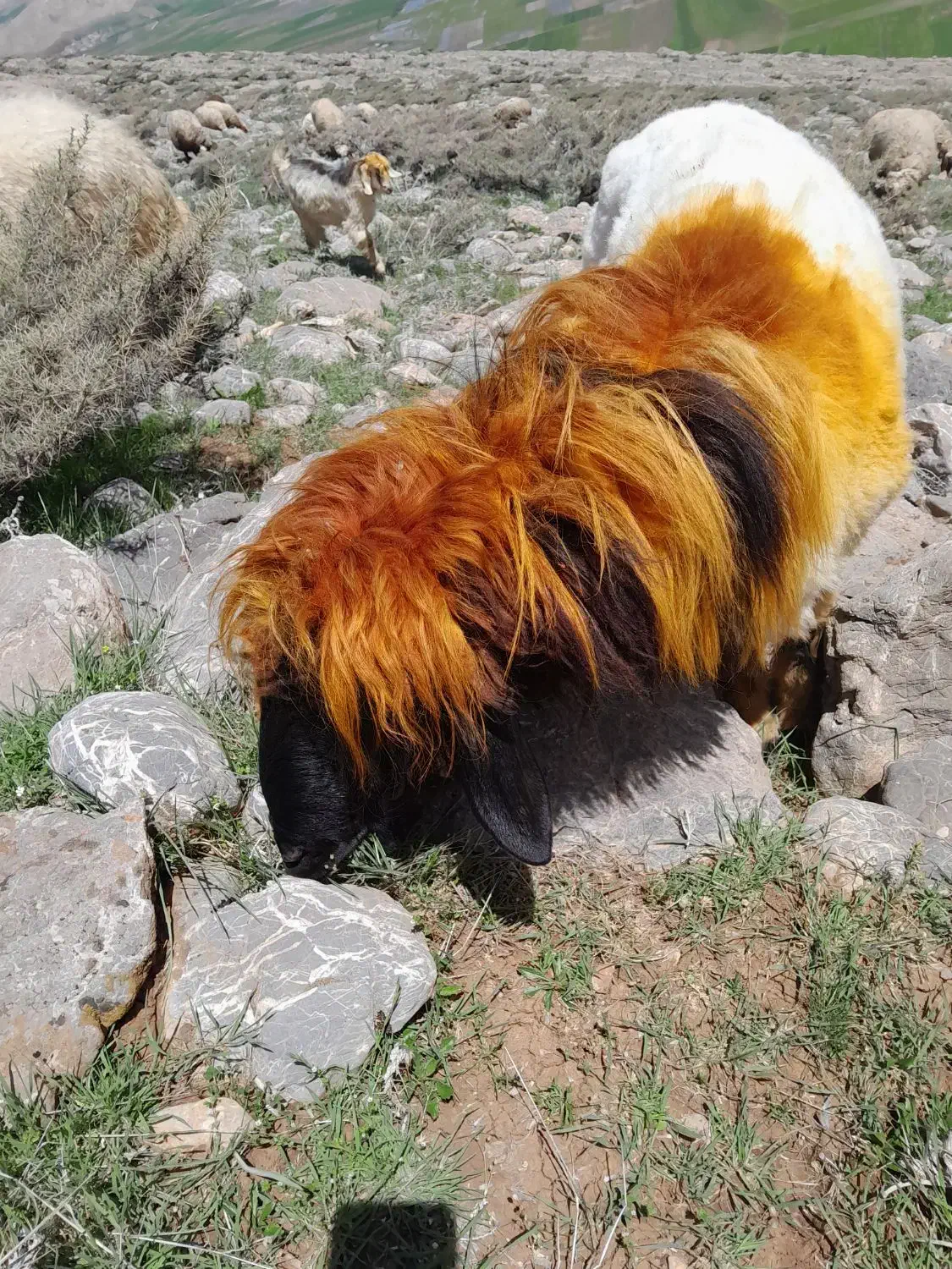 قوچ کردی|حیوانات مزرعه|بیرانوند, |دیوار