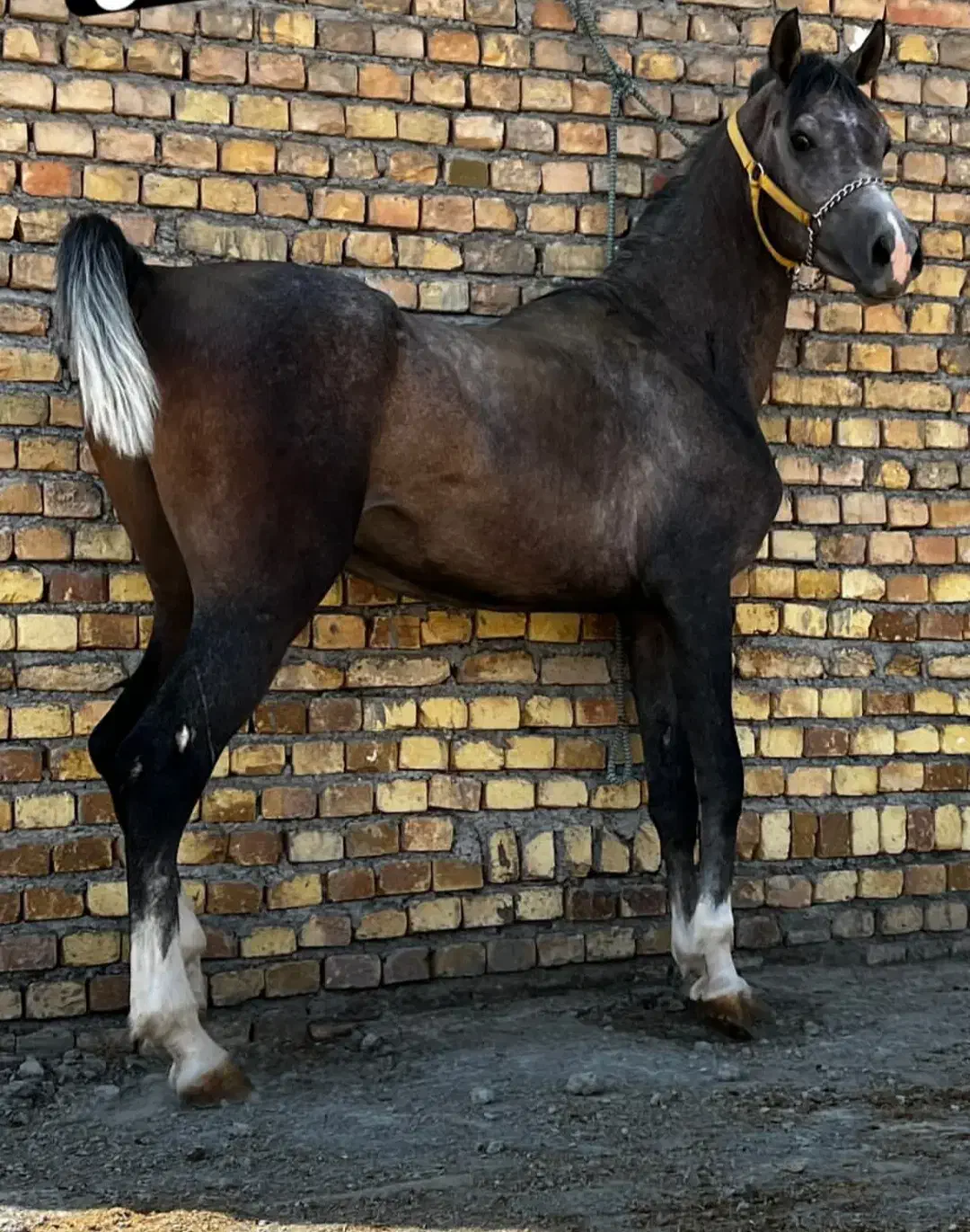 اسب عرب مصری|اسب و تجهیزات اسبسواری|اراک, |دیوار