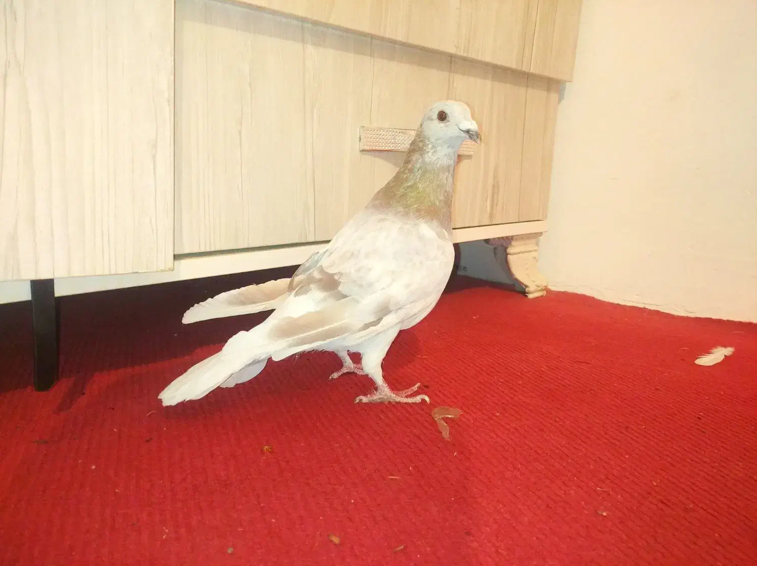 کبوتر پلاکی  مسافتی صحرای .قوره ای روشن|پرنده|سنندج, |دیوار