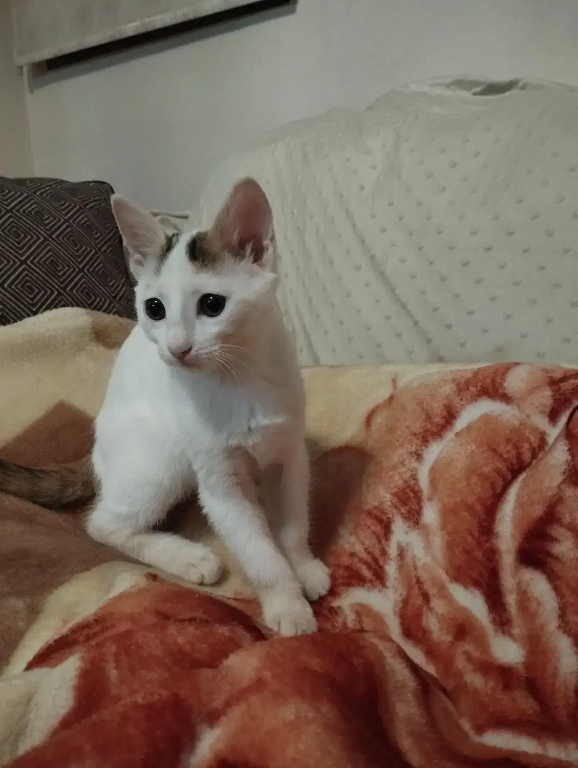 گربه گمشده|گربه|اسلامشهر, شهرک قائمیه|دیوار