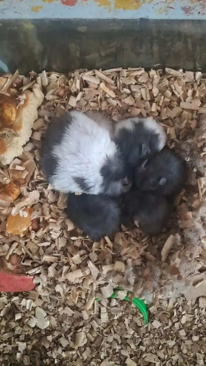 همستر|حیوانات مزرعه|ملایر, |دیوار