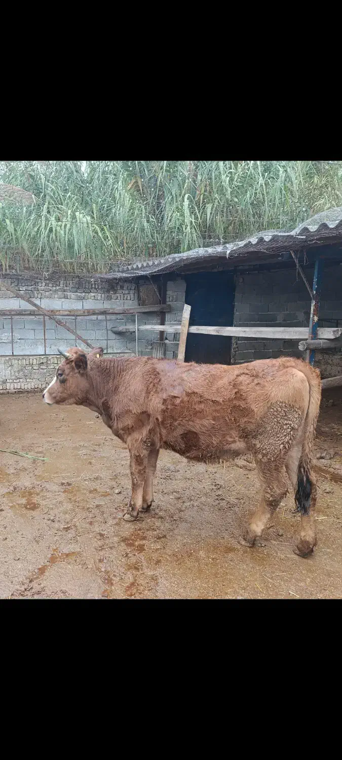 فروش گوساله دورگ ماده جوان|حیوانات مزرعه|بهشهر, |دیوار