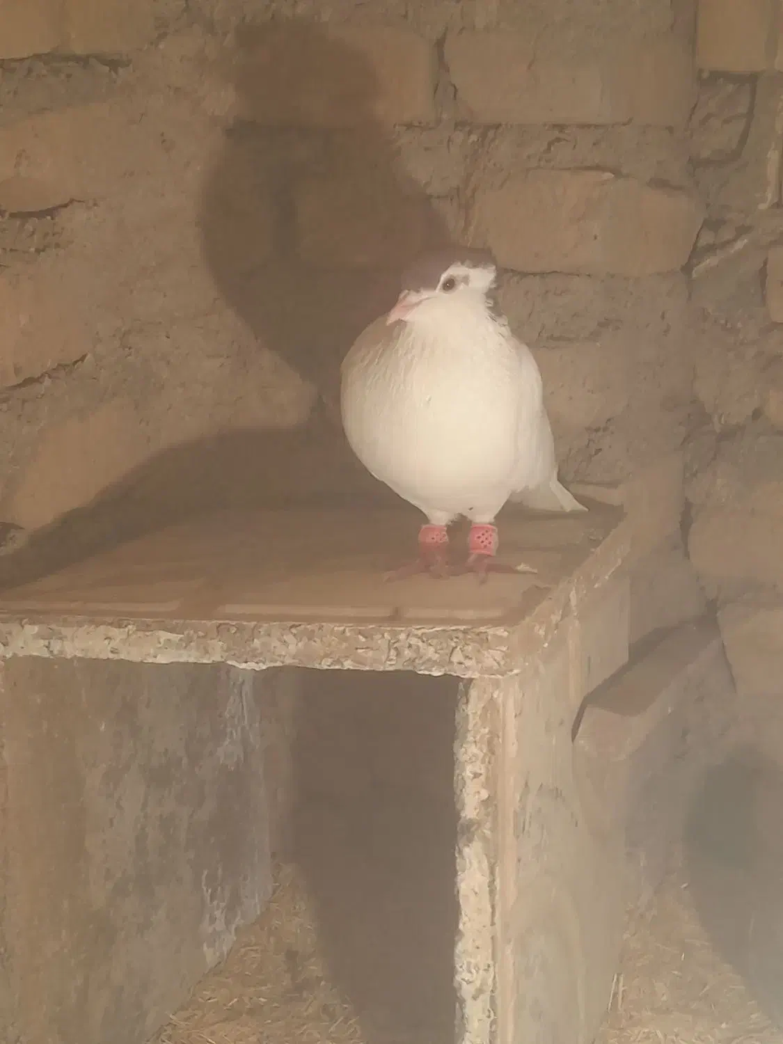 کفتر پرشی|پرنده|تربتحیدریه, بالا ولایت|دیوار