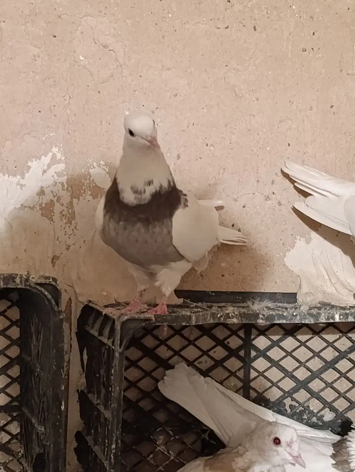 کبوتر،طوقی،معاوضه باسوسکی دمسفید|پرنده|هرسین, |دیوار