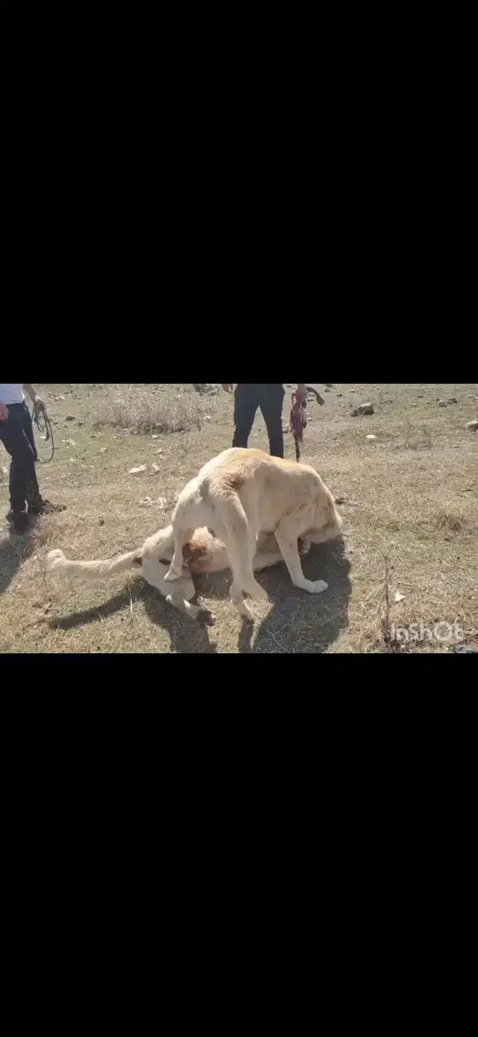 سگ عراقی|سگ|مشگین شهر, |دیوار