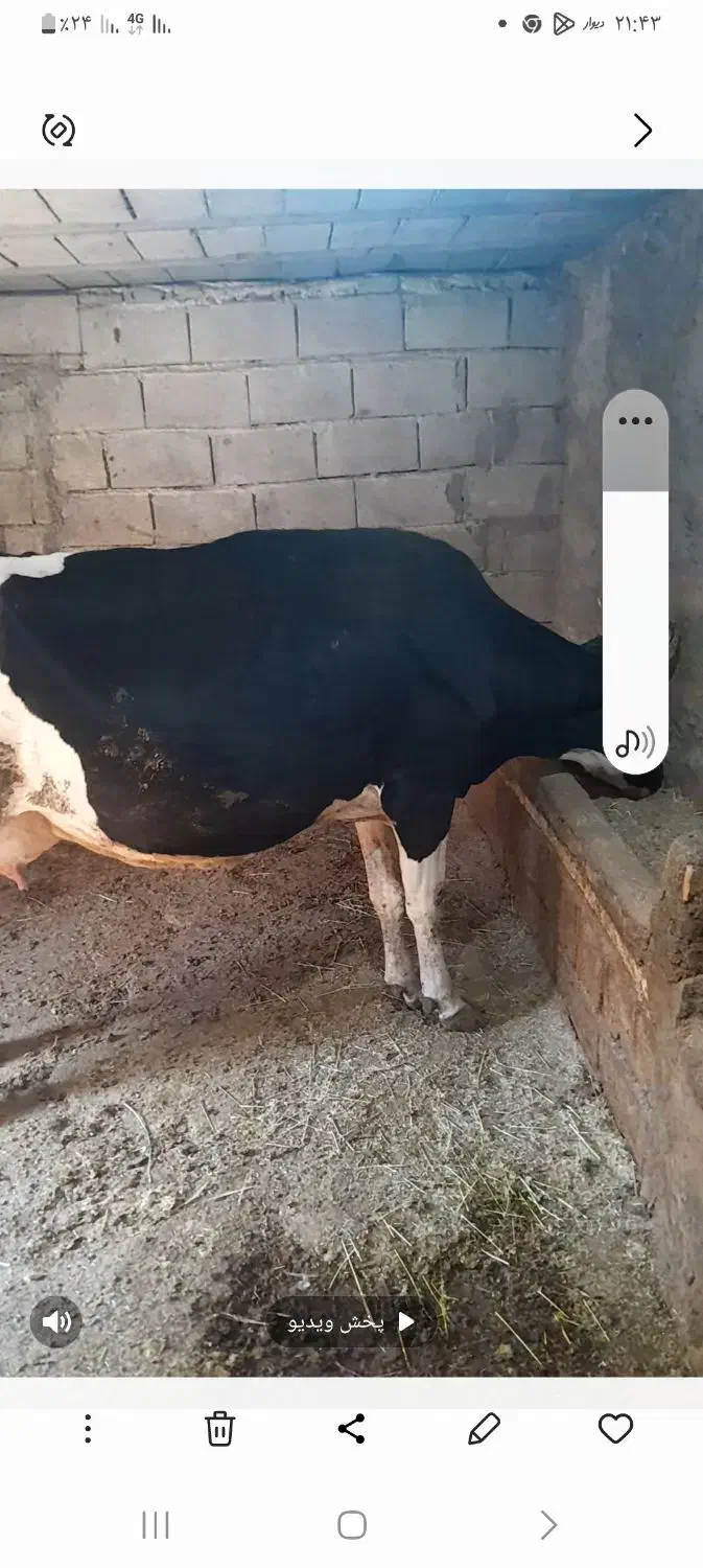 گاو و گوساله|حیوانات مزرعه|پاتاوه, |دیوار