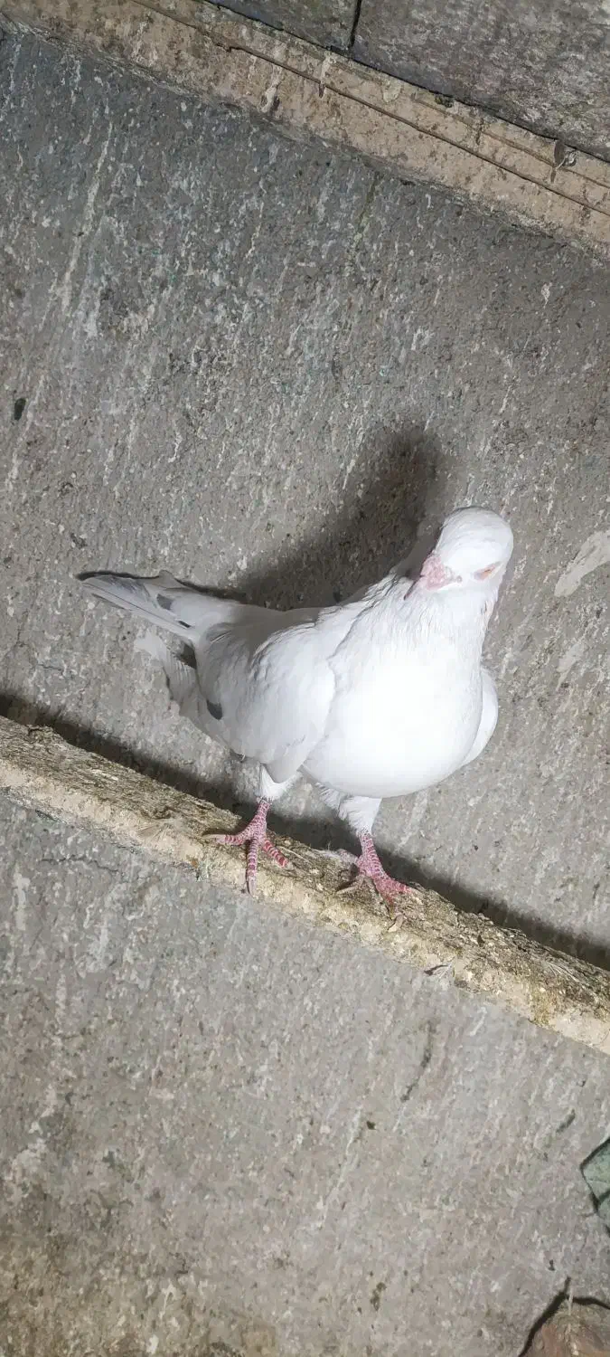 تهرانی نر|پرنده|همدان, |دیوار