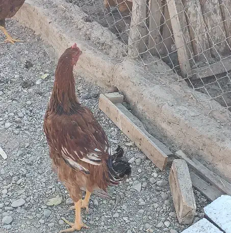 دو عدد خروس محلی چاق سالم|حیوانات مزرعه|بکتاش, |دیوار