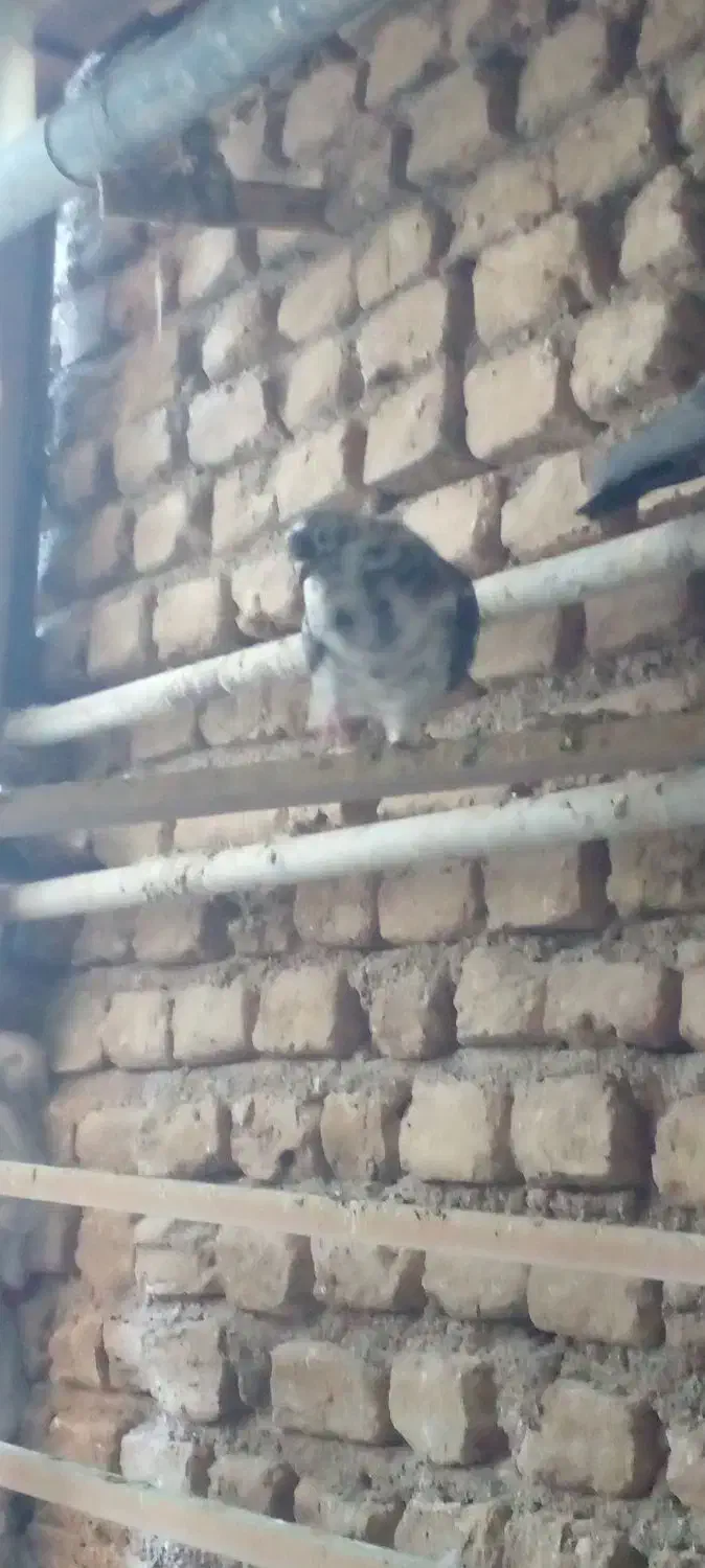 کبوتر تهرانی پرشی|پرنده|محمدشهر, همایون ویلا|دیوار