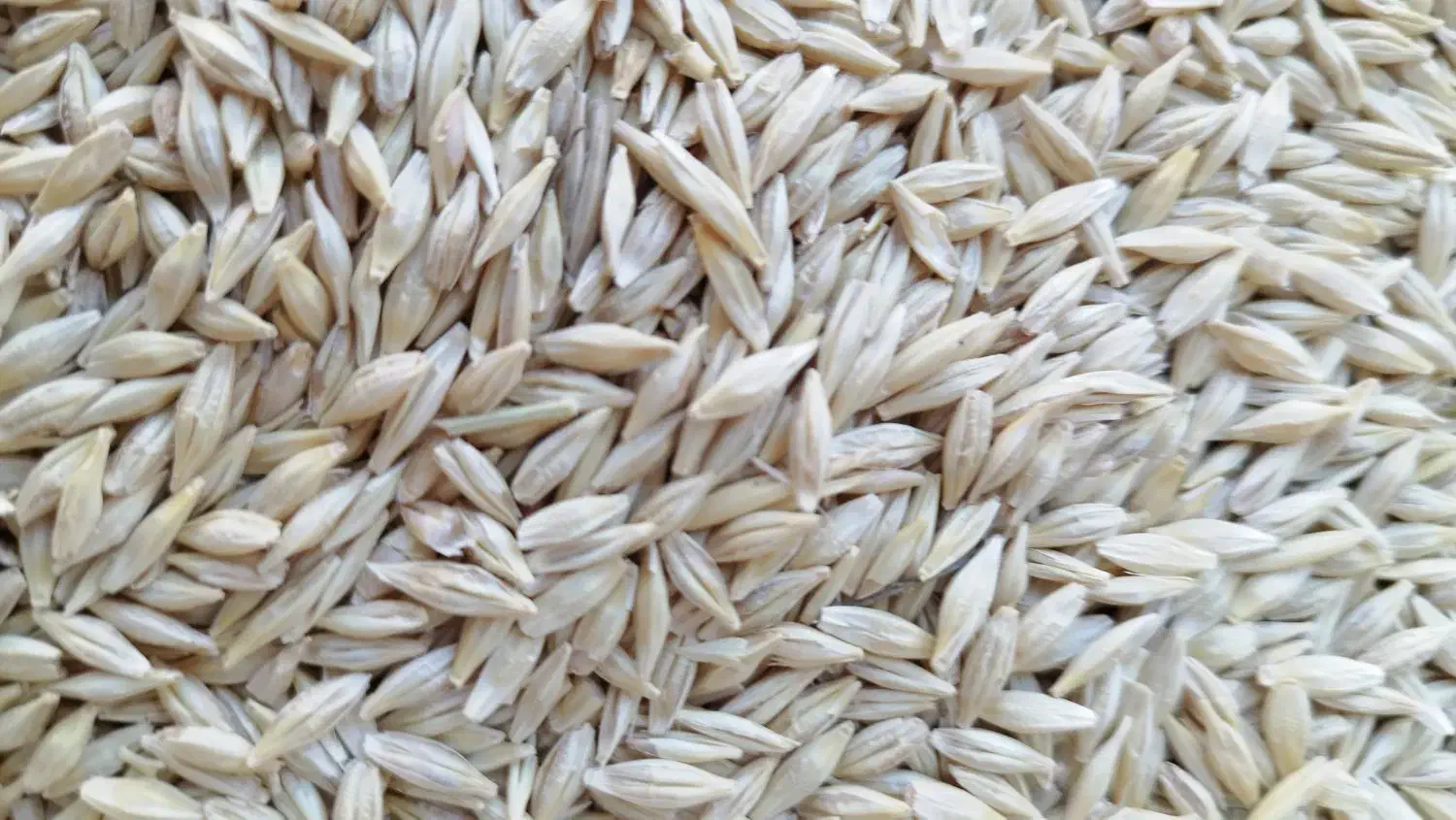 جو آبی درجه یک بزری|حیوانات مزرعه|سیلاخور, |دیوار