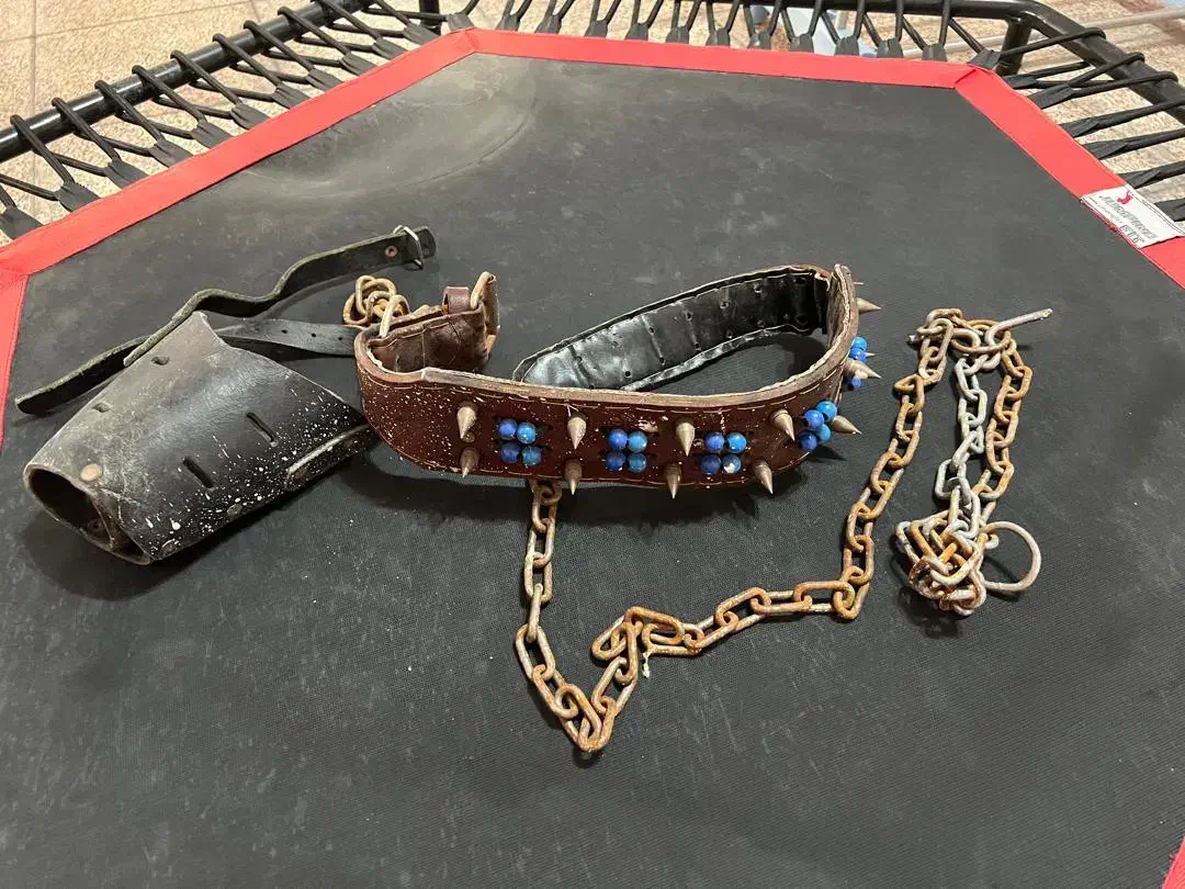 قلاده سگ|لوازم جانبی حیوانات|تهران, شهرک دانشگاه|دیوار