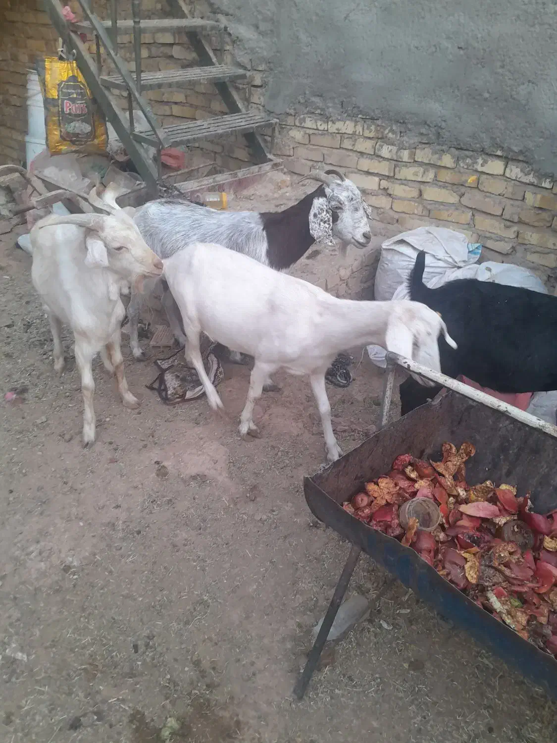 بز آبستن و چپیش|حیوانات مزرعه|زارچ, |دیوار