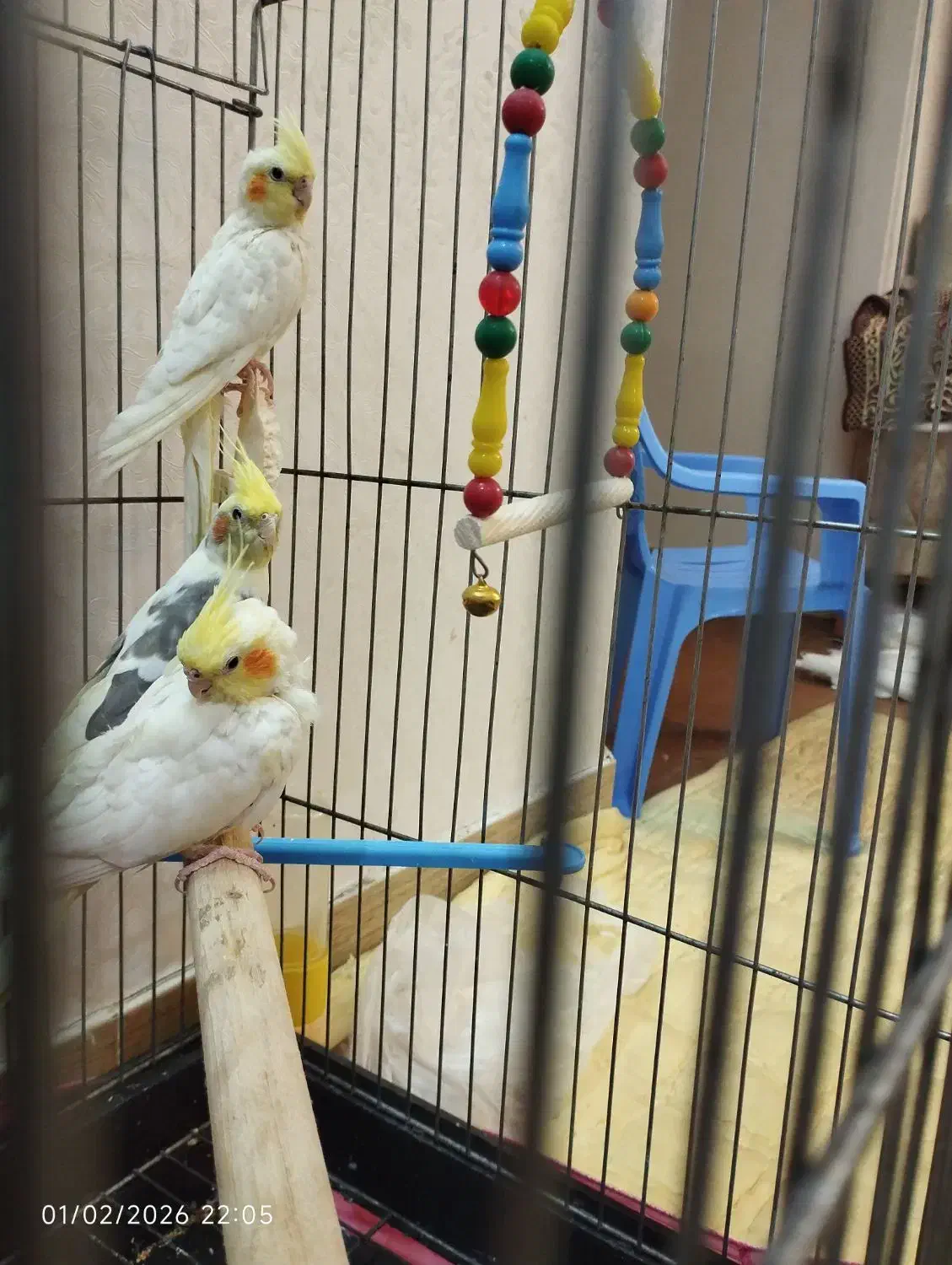 عروس هلندی|پرنده|قم, باغ کرباسی|دیوار