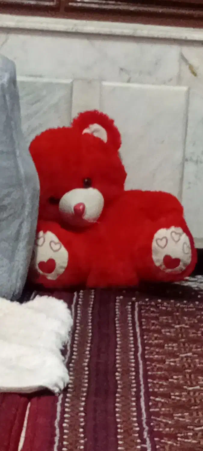 سگ پاکوتاه  شیتزو|سگ|سبزوار, نواب صفوی|دیوار