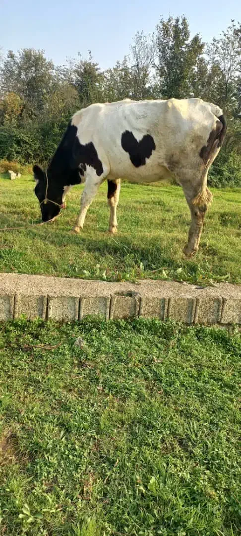گاوهلشتاین|حیوانات مزرعه|آستانه اشرفیه, |دیوار