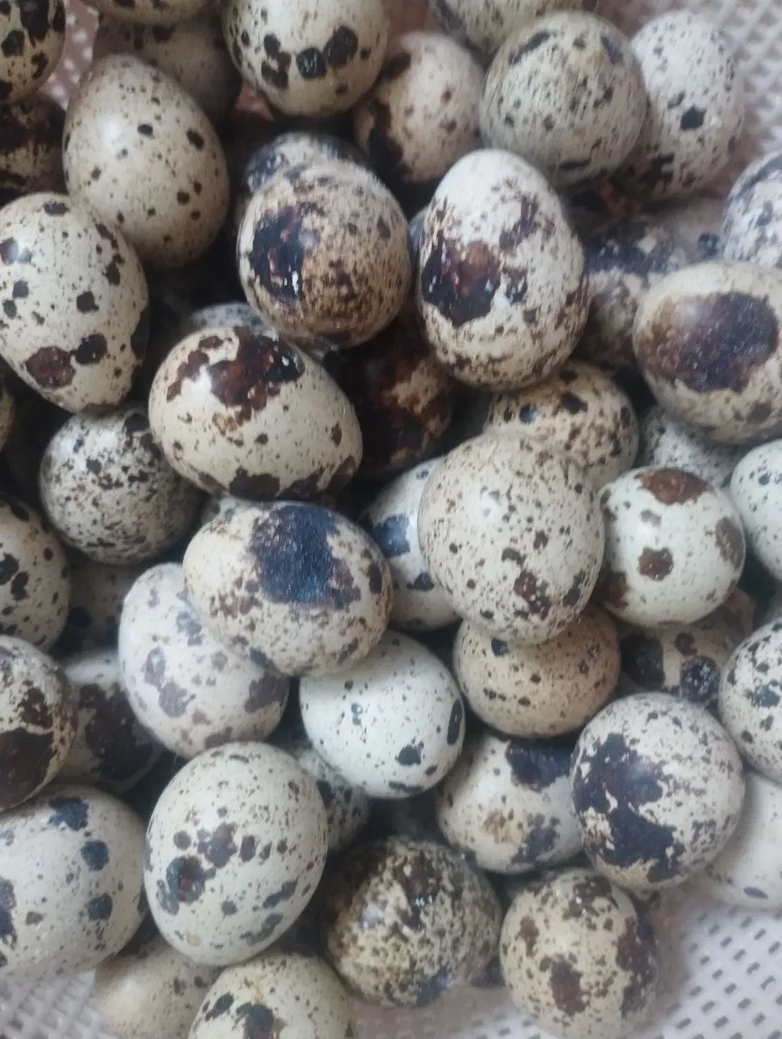 تخم نطفه دار بلدرچین|حیوانات مزرعه|زاهدان, |دیوار