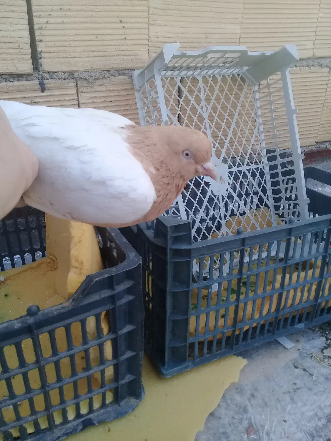 کبوتر ماده|پرنده|خاو و میرآباد, |دیوار