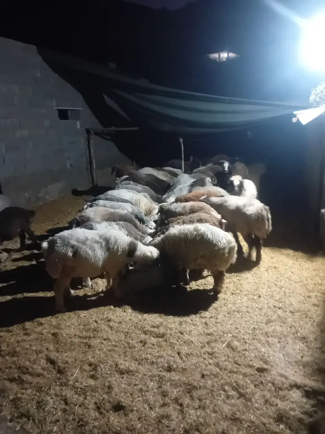 بره چاق ترکی|حیوانات مزرعه|آباده, |دیوار