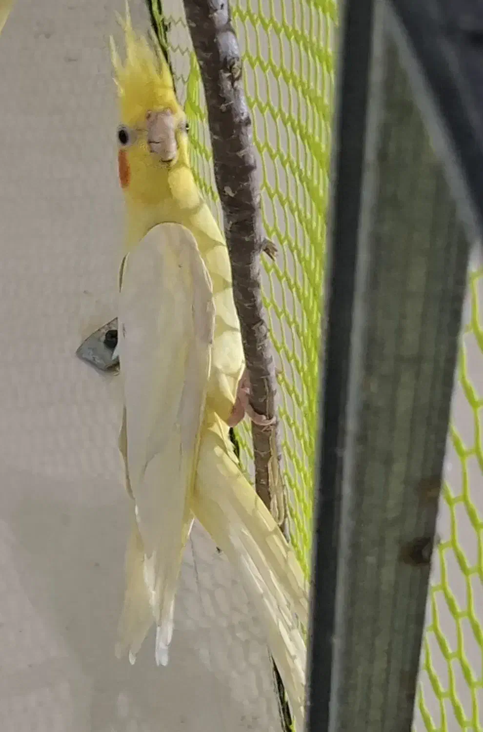 عروس پاریس|پرنده|کارون, |دیوار