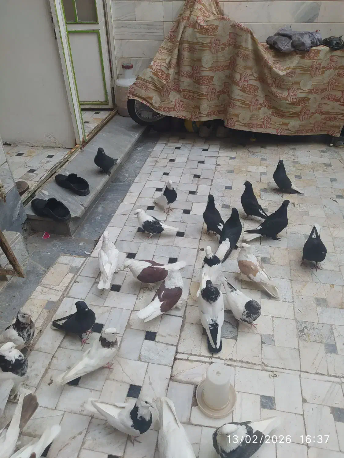 پرنده|پرنده|قم, قلعه کامکار|دیوار