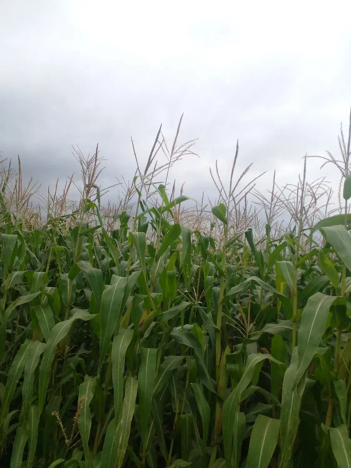 اجاره ۲ هکتار زمین کشاورزی جهت کشت بادام زمینی|اجارهٔ دفتر صنعتی، کشاورزی، تجاری|اسلام آباد, |دیوار