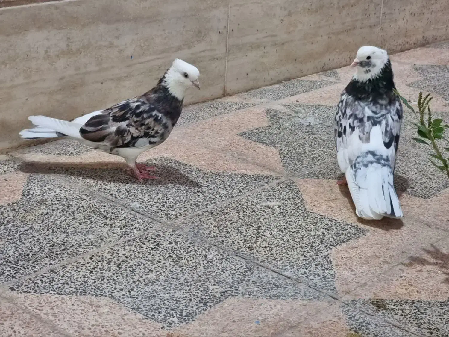 جفت شازده سرور|پرنده|اردکان, |دیوار