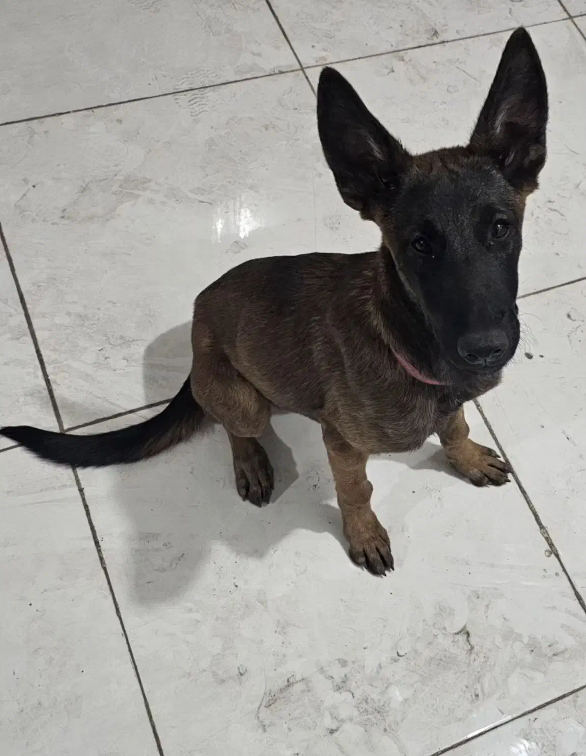 سگ مالینویز|سگ|بندرعباس, |دیوار