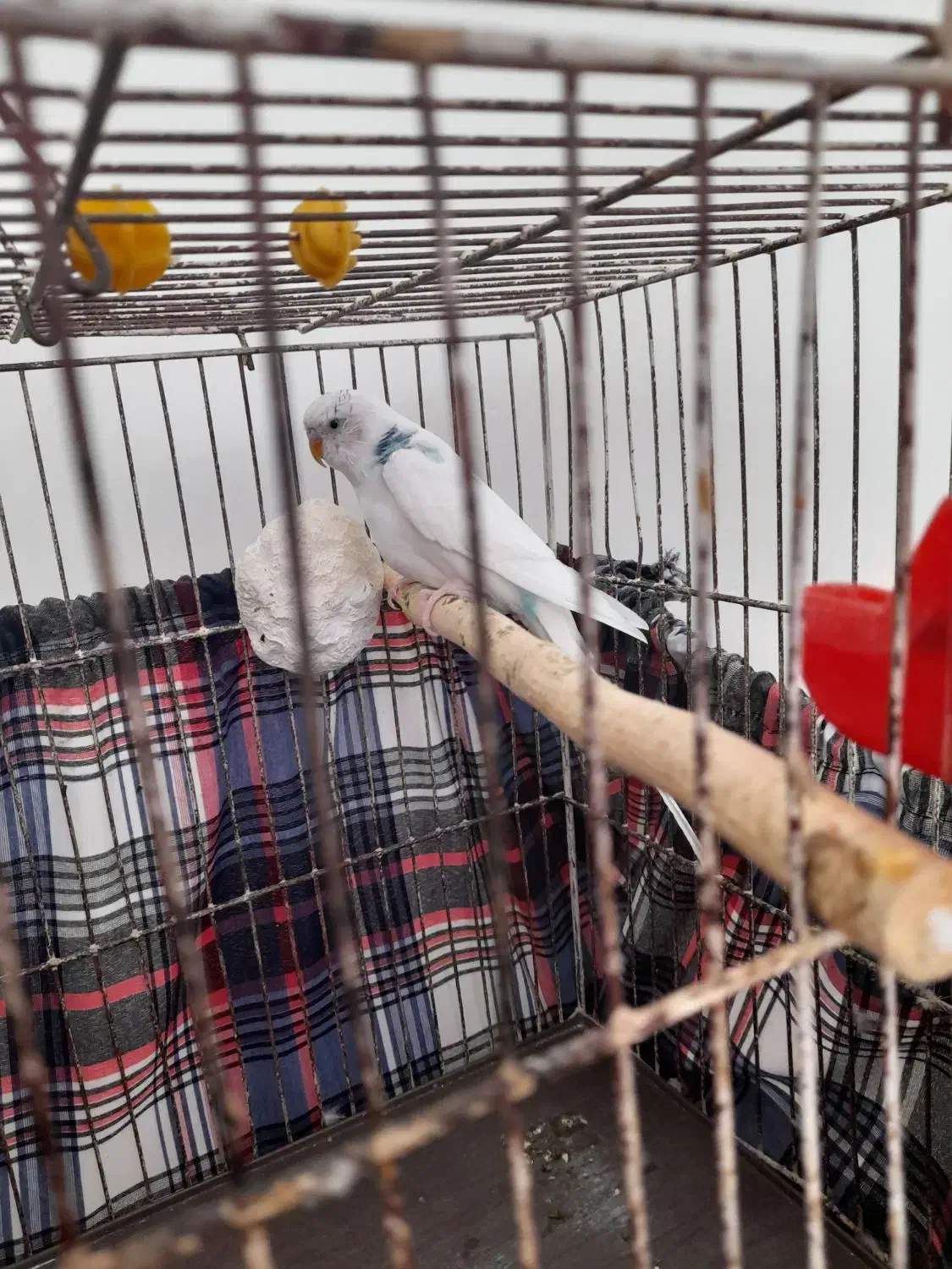 مرغ عشق نر|پرنده|رباط‌کریم, رباط‌کریم|دیوار