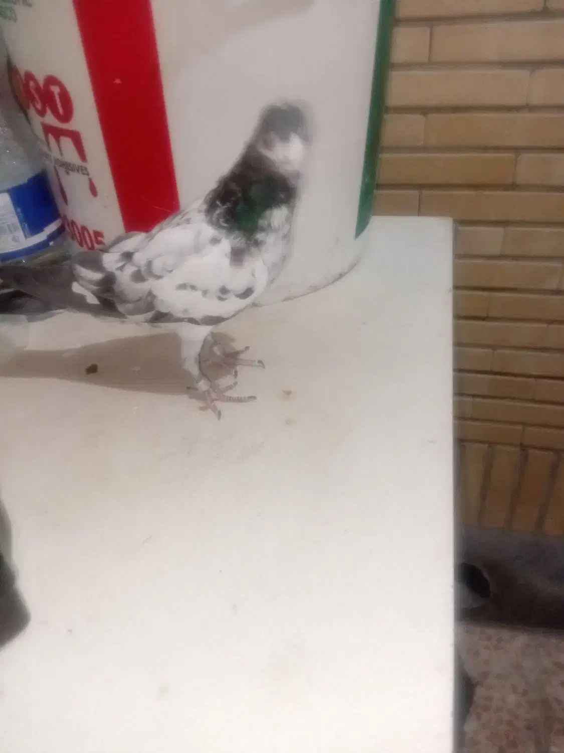 جوجه پاکستانی باخت دادم|پرنده|ایذه, |دیوار