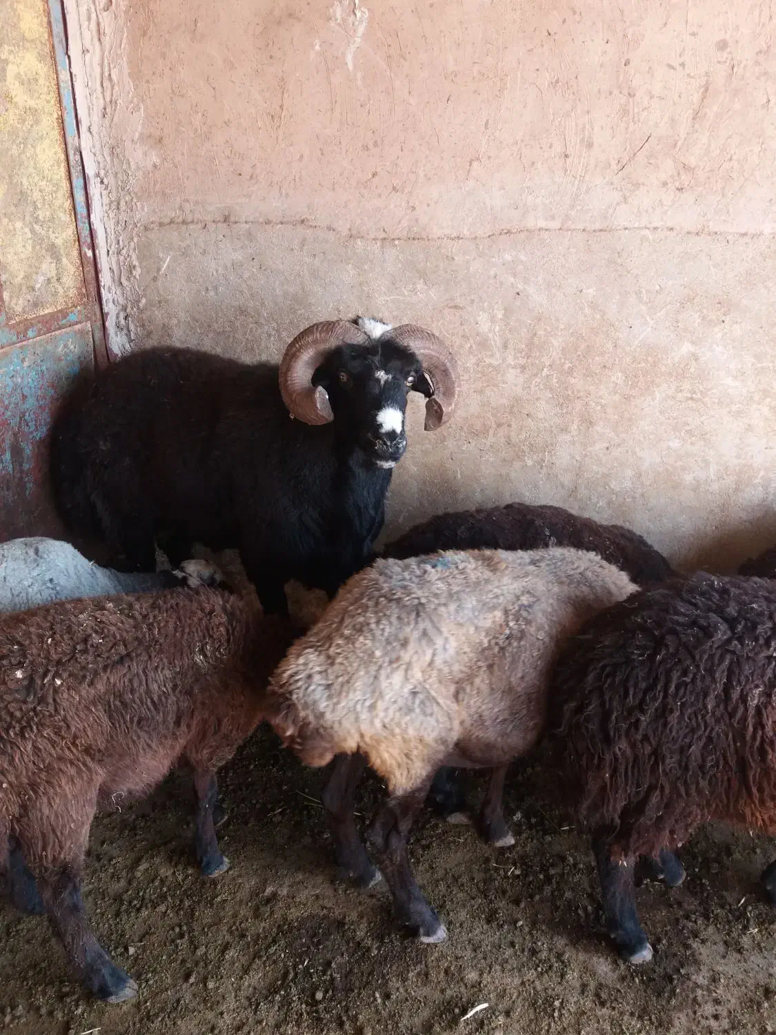 گوشت گوسفندی تازه کشتار روز درجه یک|خوردنی و آشامیدنی|بشاریات, |دیوار