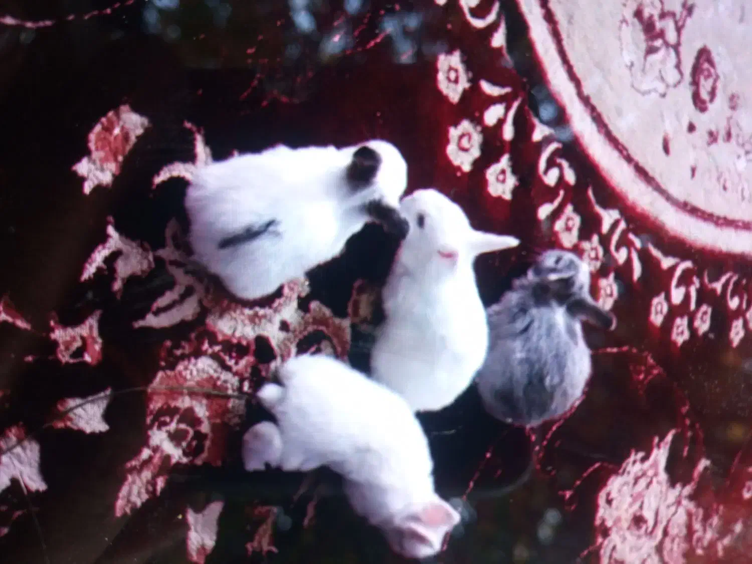 خرگوش مفت|موش و خرگوش|کازرون, |دیوار