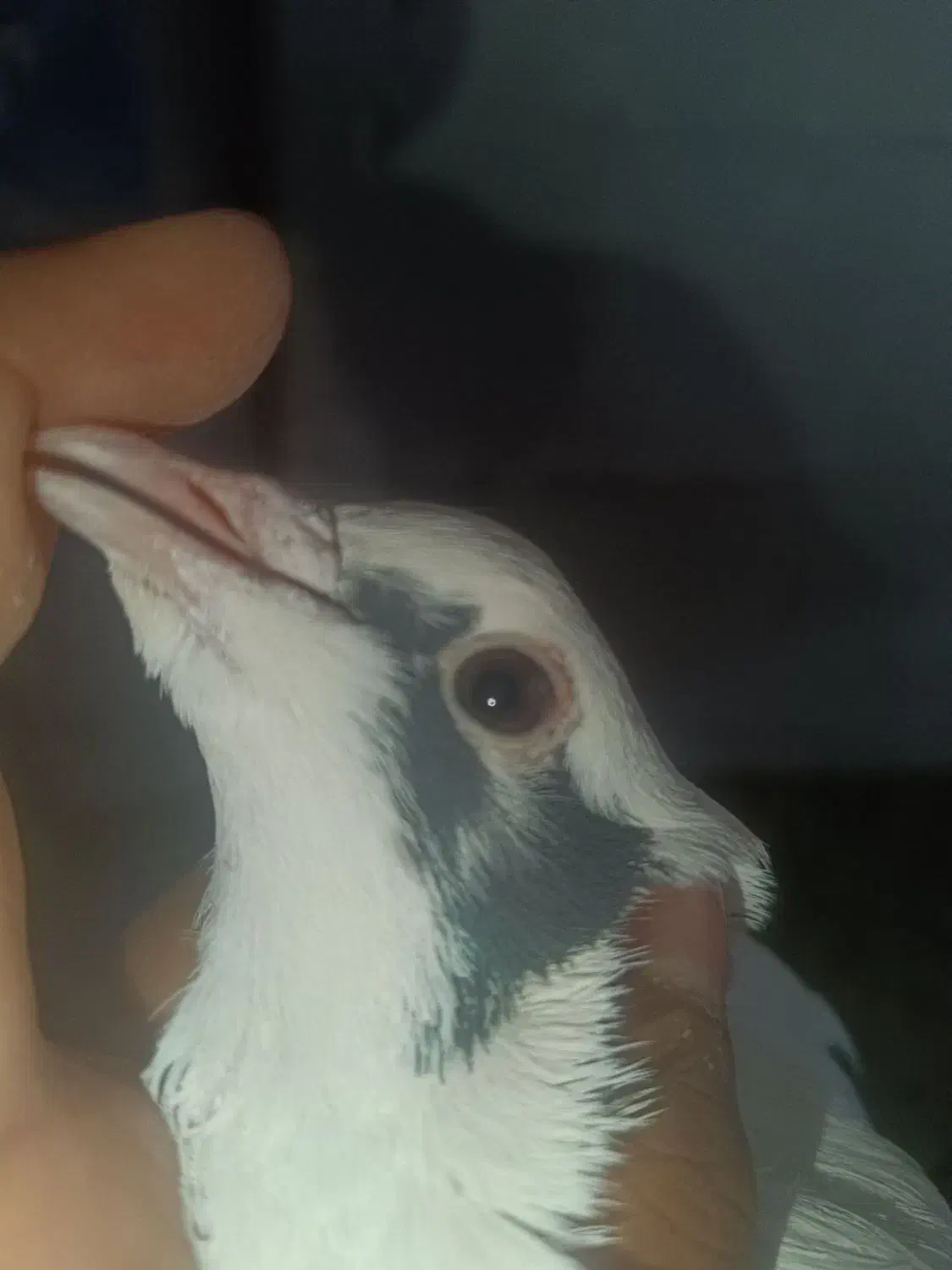 کفتر|پرنده|سرداران, |دیوار