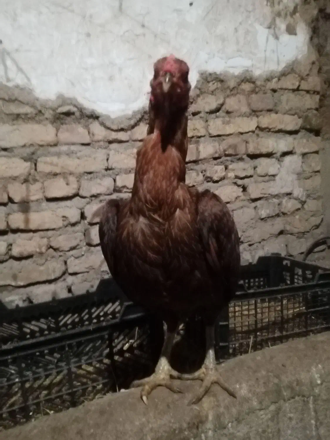 مرغ لاری اصیل نسل قدیم|حیوانات مزرعه|سراب, |دیوار