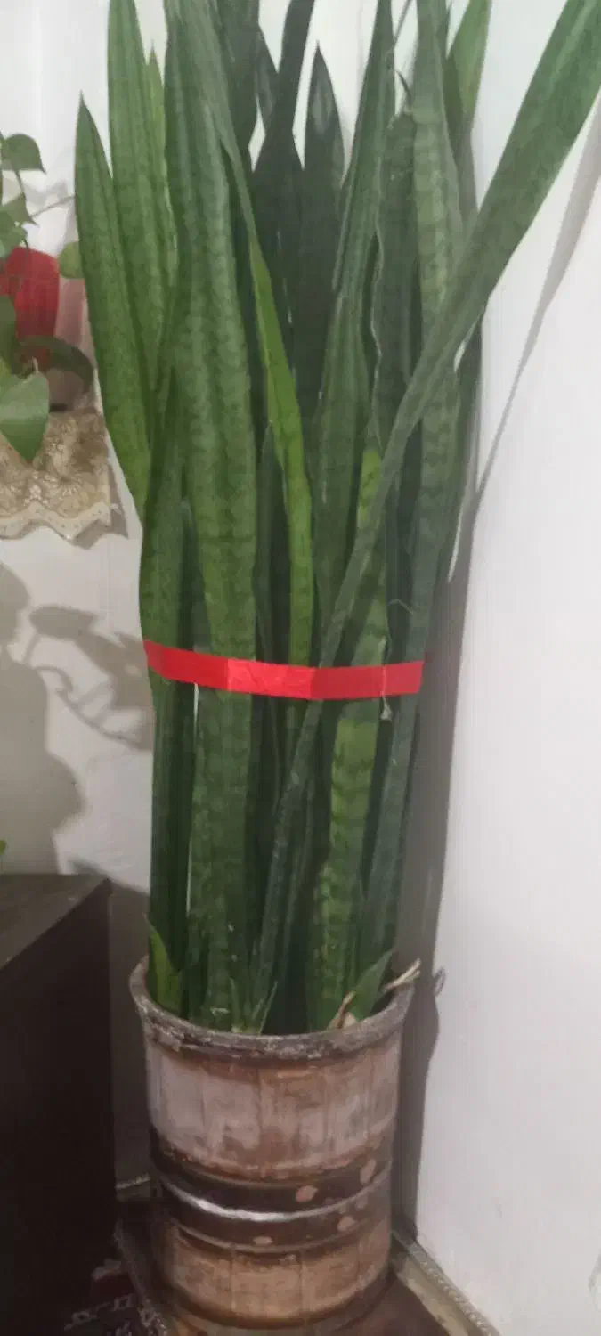 گل شمشیری زیبا|گل و گیاه طبیعی|بوئین و میاندشت, |دیوار