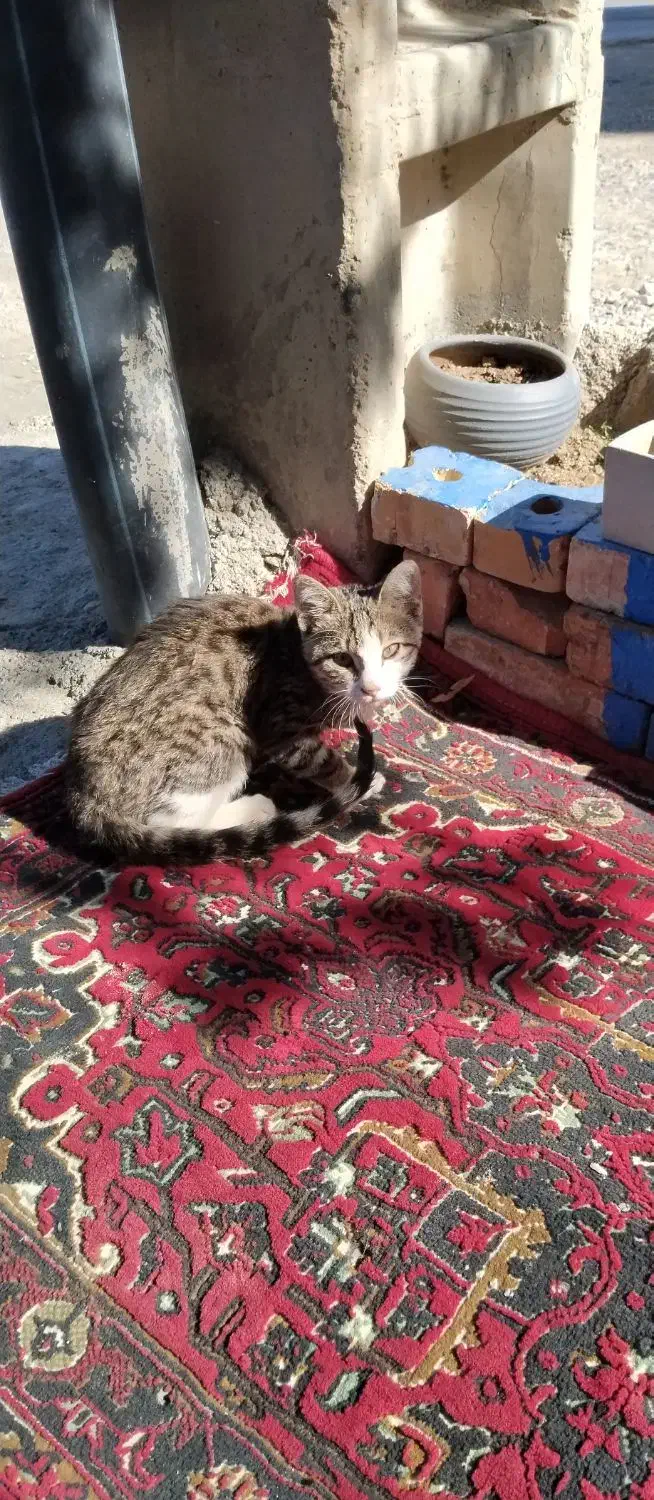 گربه ملوس وزرنگ باهوش|گربه|ارومیه, |دیوار