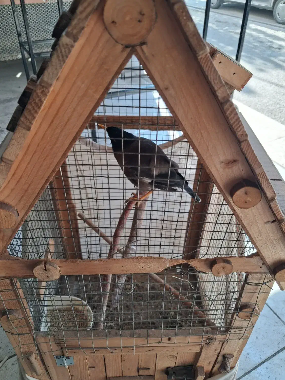 مینا تازه بالغ شده با قفس|پرنده|چهاردانگه (تهران), |دیوار