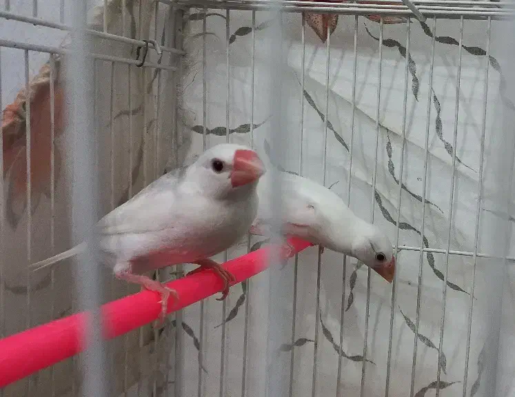 2 تا فنچ نرگسی دونخور شده ( جاوا )|پرنده|مشهد, ابوذر|دیوار