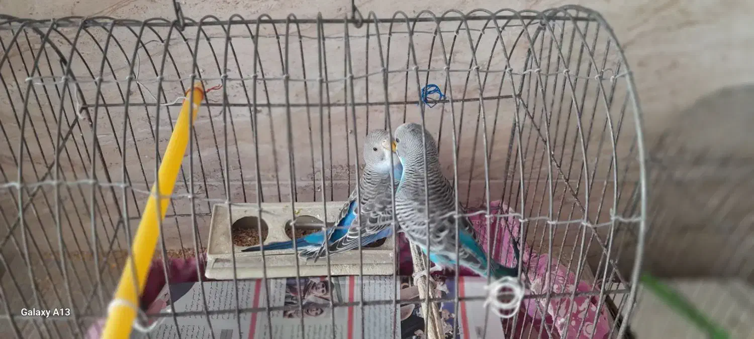 مرغ عشق|پرنده|رشت, معلولین|دیوار