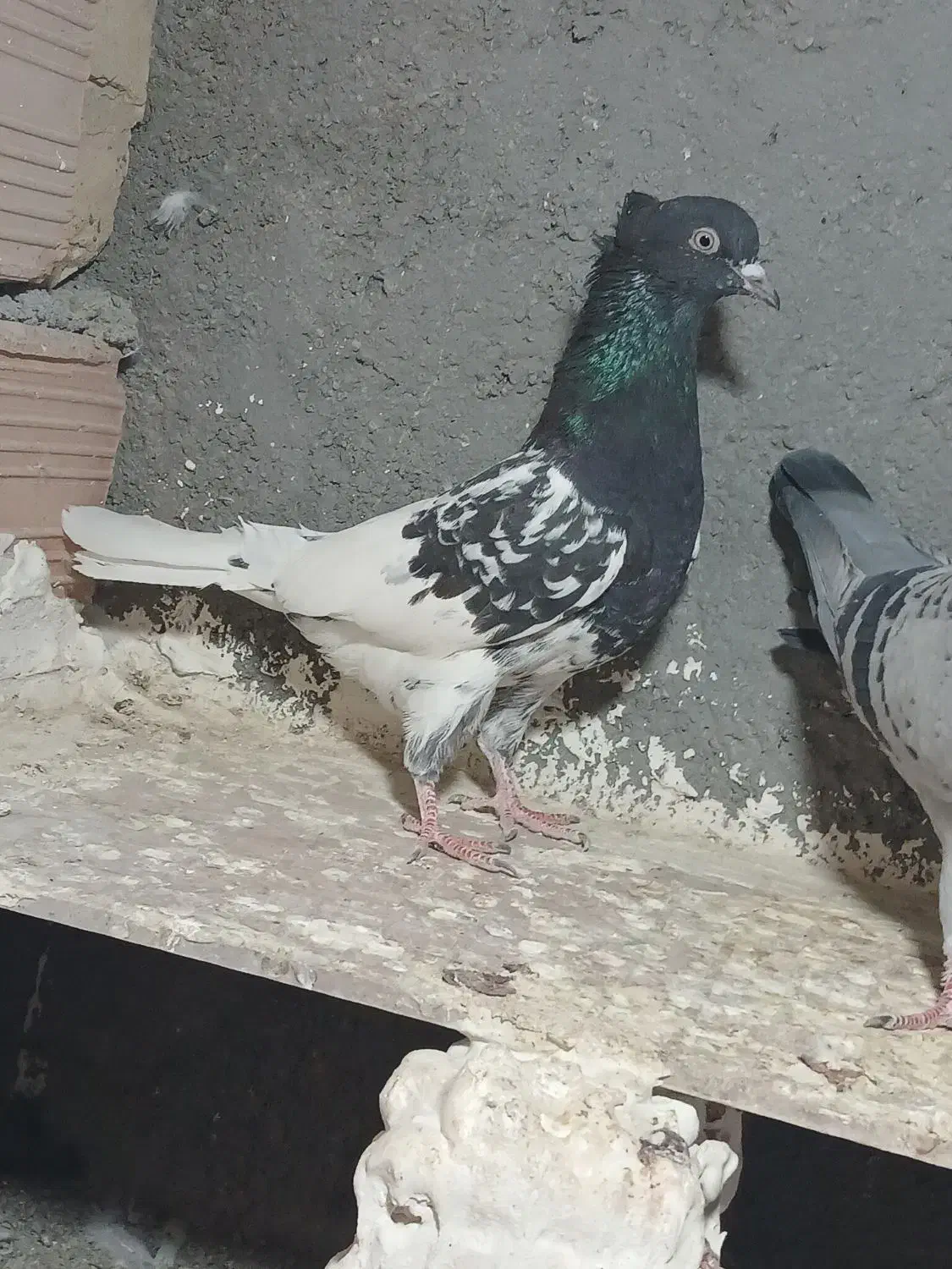 کبتور جوجه گیری|پرنده|شیروان (خراسان), |دیوار