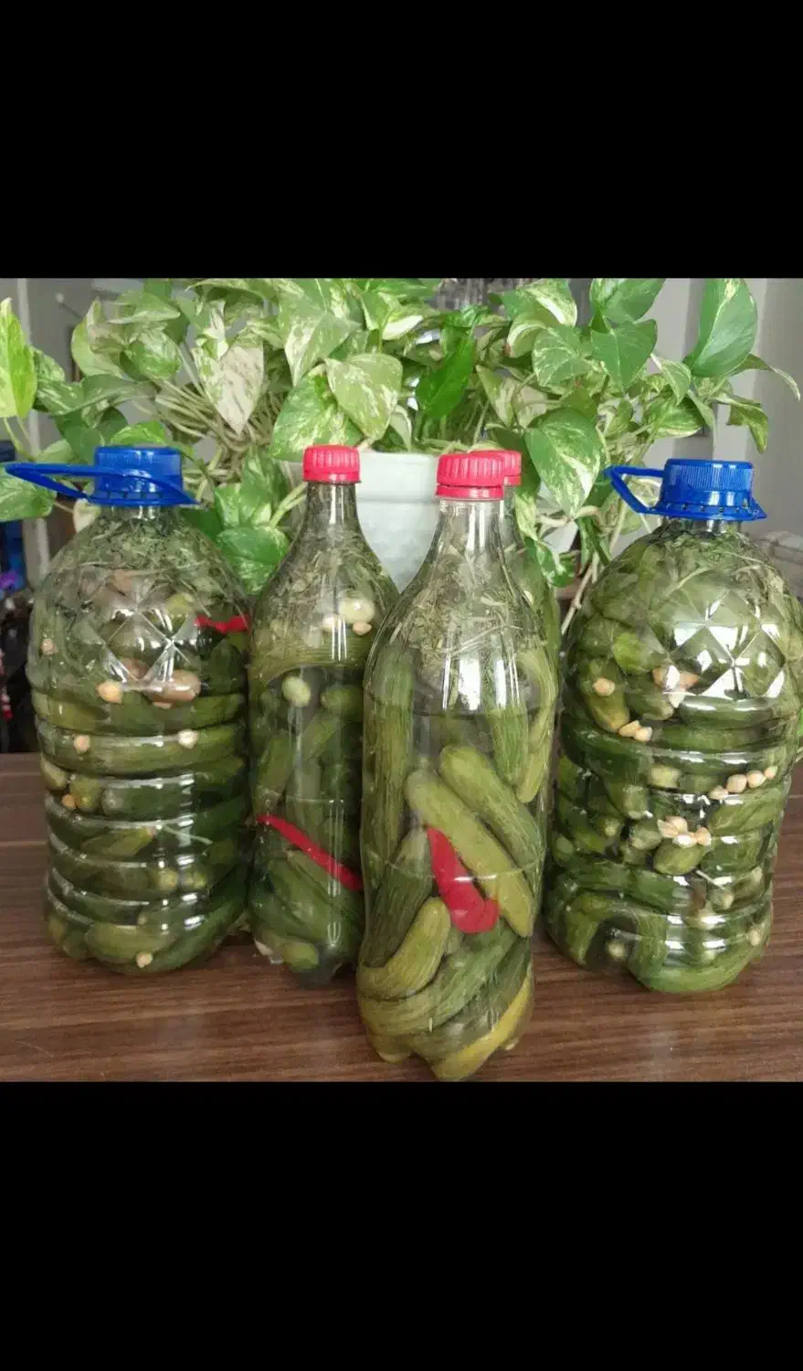 خیارشور ترشی کلم|خوردنی و آشامیدنی|تهران, سلسبیل شمالی|دیوار