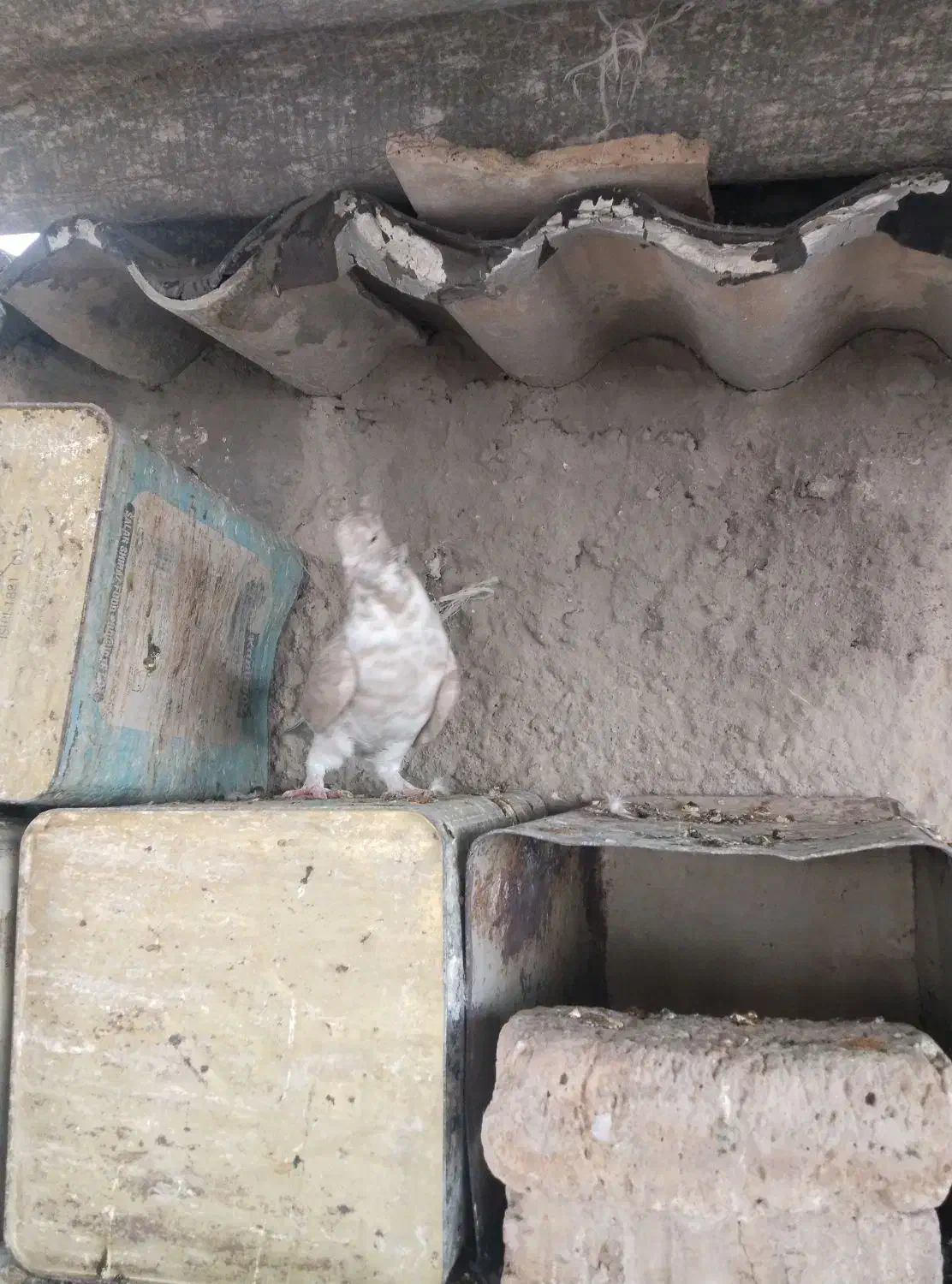 کفتر|پرنده|شیراز, شیشهگری|دیوار