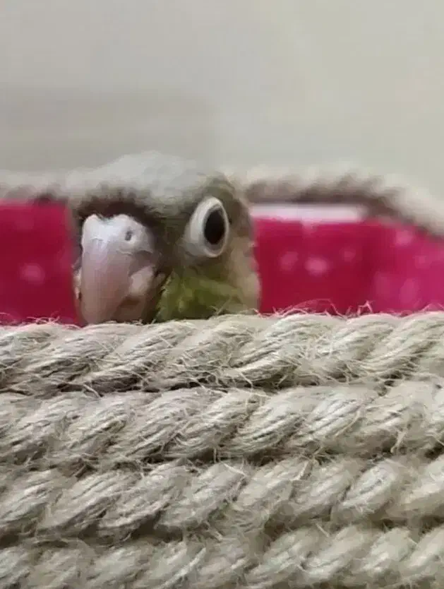 طوطی گرینیچک|پرنده|اهواز, کوی علوی|دیوار