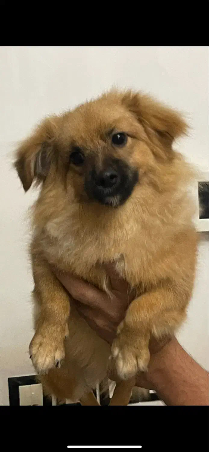 فروش سگ اشپیتز|سگ|تبریز, |دیوار