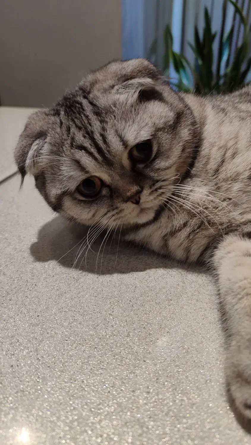 واگذاری گربه اسکاتیش|گربه|کرمانشاه, |دیوار