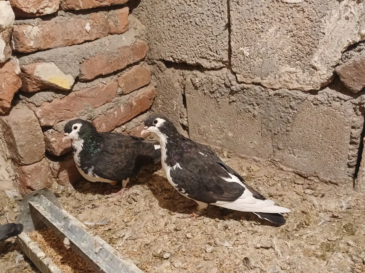 فروش کبوتر|پرنده|خسروشاه, |دیوار