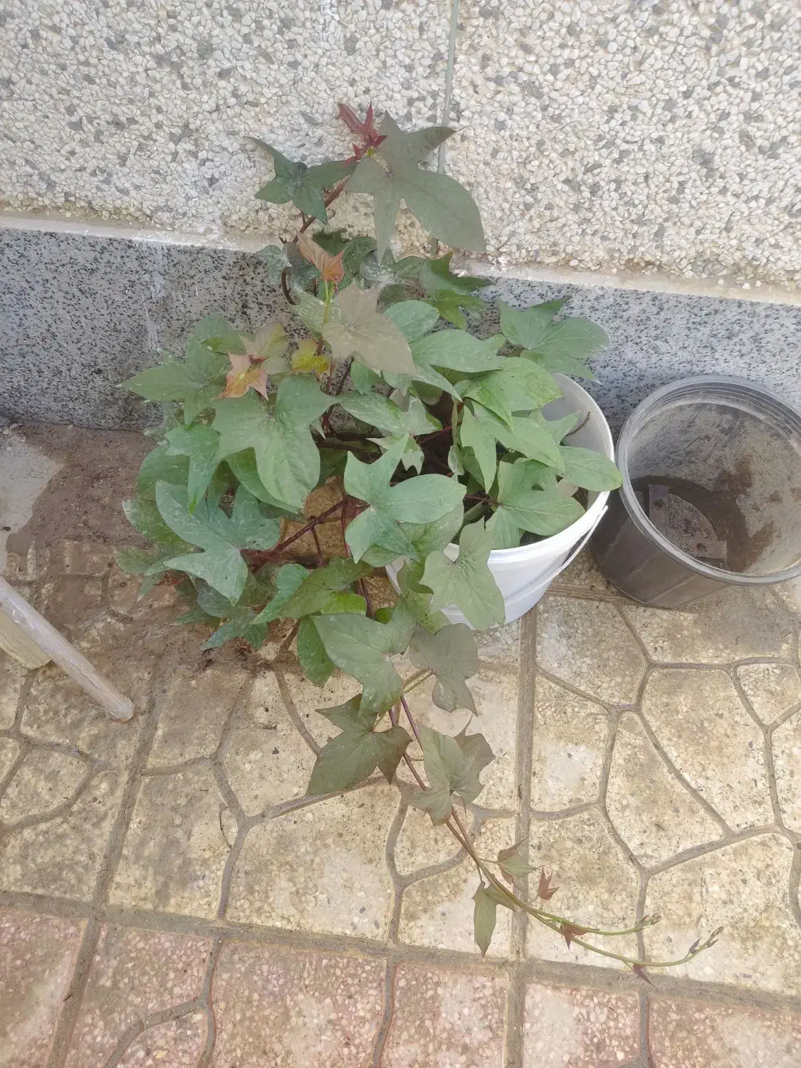 گل آپونیا|گل و گیاه طبیعی|قشم, |دیوار