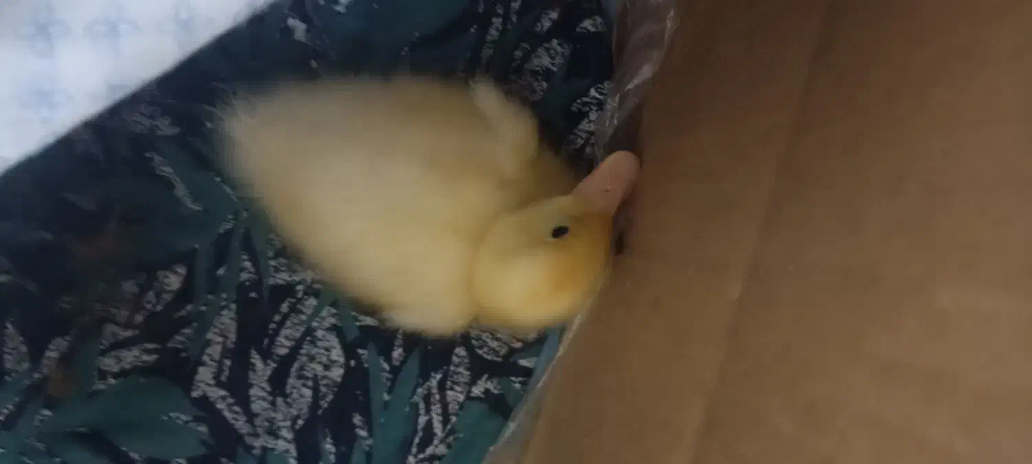 حیوان خروس|لوازم جانبی حیوانات|مشهد, کارگران|دیوار